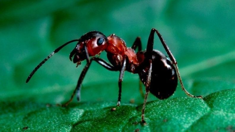 Общество: Великобританию атаковали полчища летающих муравьев — видео