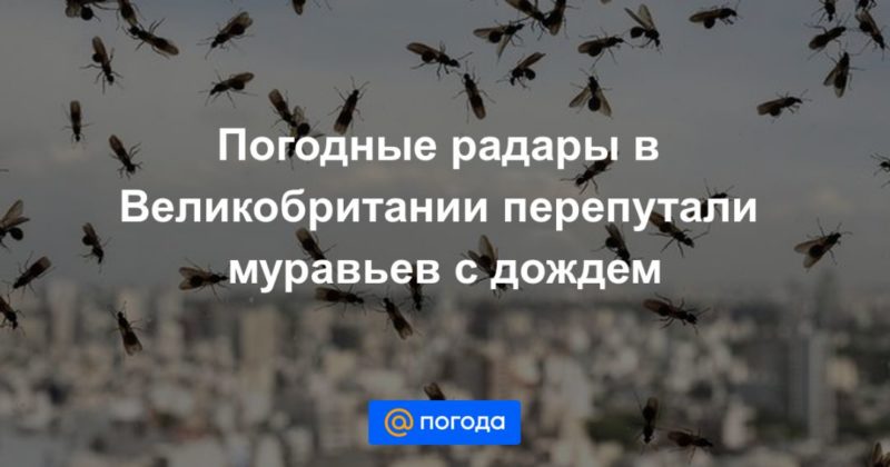 Погодные радары в Великобритании перепутали муравьев с дождем 19072020 Общество: Погодные радары в Великобритании перепутали муравьев с дождем