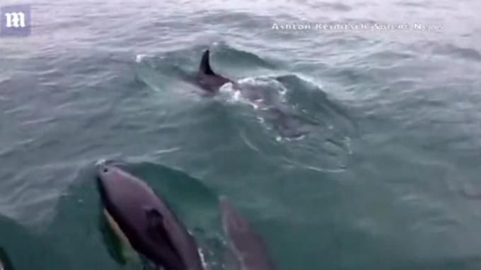 Общество: Больше сотни дельфинов окружили рыбаков в Великобритании
