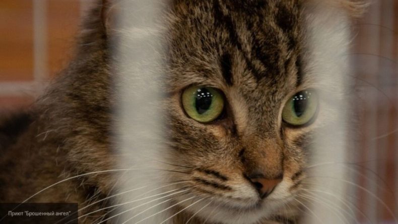 Общество: Англичанка засняла на видео кота-"призрака" в графстве Эссекс