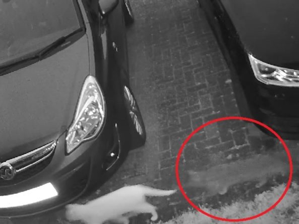 Общество: «Это просто безумие»: британка увидела призрак кота и запаниковала