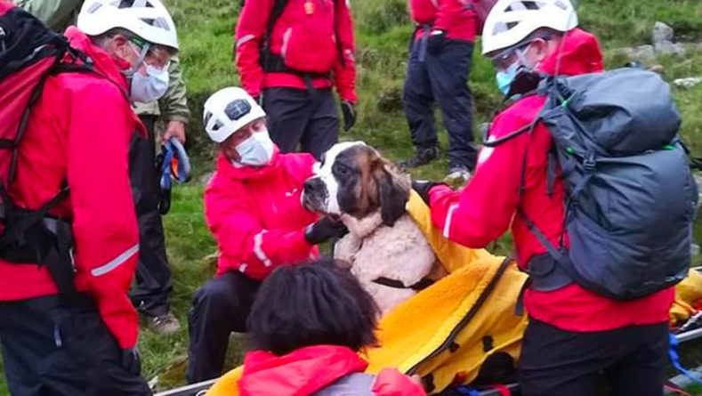 Общество: Шестнадцать добровольцев спасли упавшего с самой высокой горы Англии сенбернара