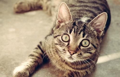 Общество: В Британии кошка заразилась коронавирусом от хозяев