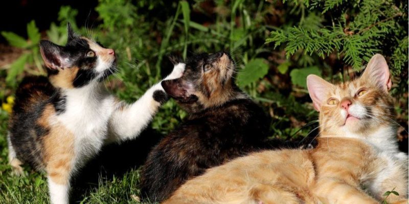 Общество: В Британии выявили первый случай заражения домашнего кота COVID-19