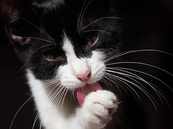 Общество: В Британии кошка впервые заразилась коронавирусом