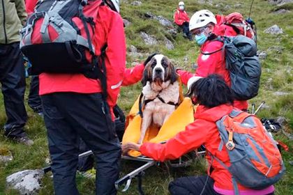 Общество: 16 спасателей пять часов спускали сенбернара с самой высокой горы Великобритании