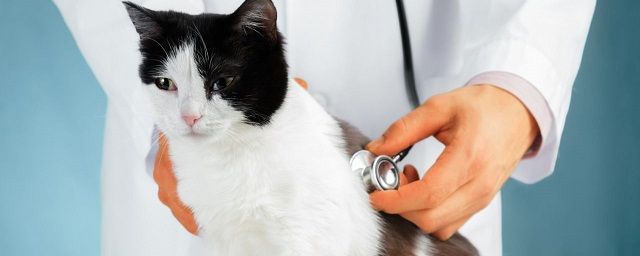 Общество: В Великобритании диагностировали первый случай заражения COVID-19 у кошки