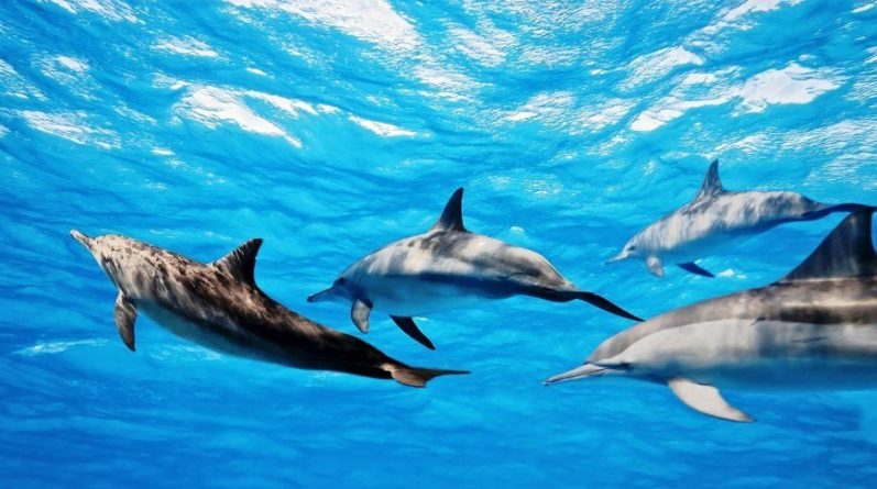 Общество: Сотни дельфинов окружили лодку рыбаков в Великобритании - видео