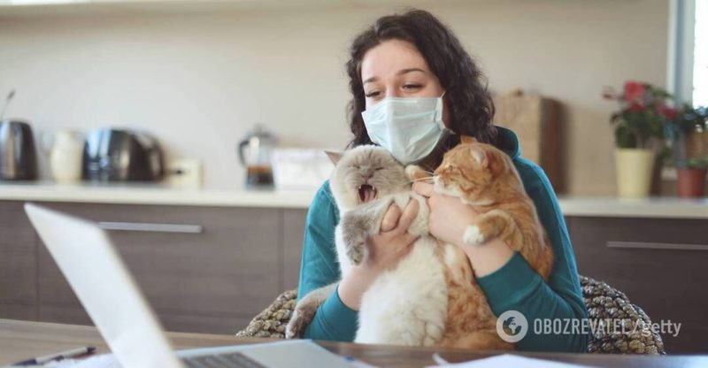 Общество: В Британии коронавирус подтвердили у домашней кошки | Мир | OBOZREVATEL