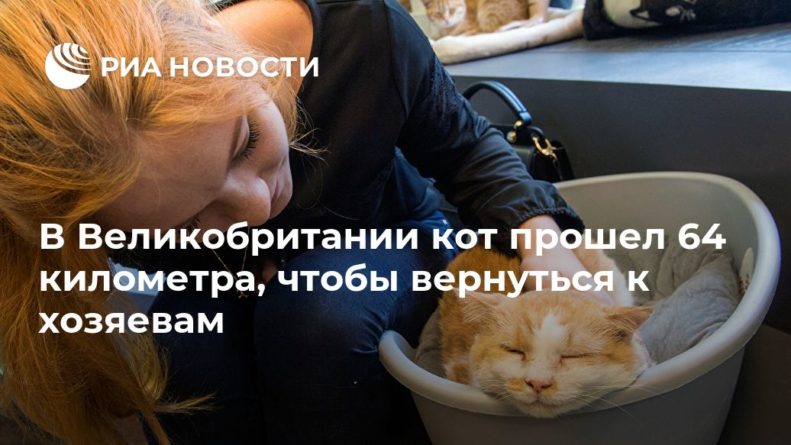 Общество: В Великобритании кот прошел 64 километра, чтобы вернуться к хозяевам