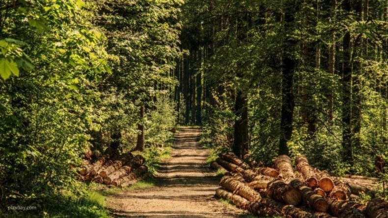 Общество: Глобальное потепление заставило леса Новой Англии расти в два раза быстрее
