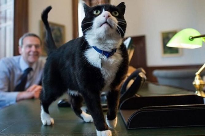 Общество: В Великобритании на пенсию отправили известного кота-мышелова