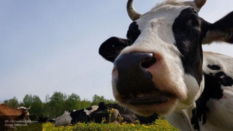 Общество: Любопытные коровы ворвались в эфир утренней передачи в Великобритании