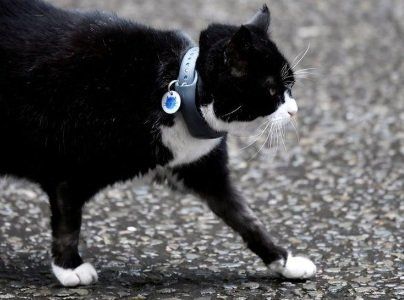 Общество: Кот по кличке Пальмерстон уходит с поста главного ловца мышей в МИД Британии