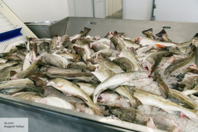 Общество: Британия рискует выкупать свою же рыбу у России