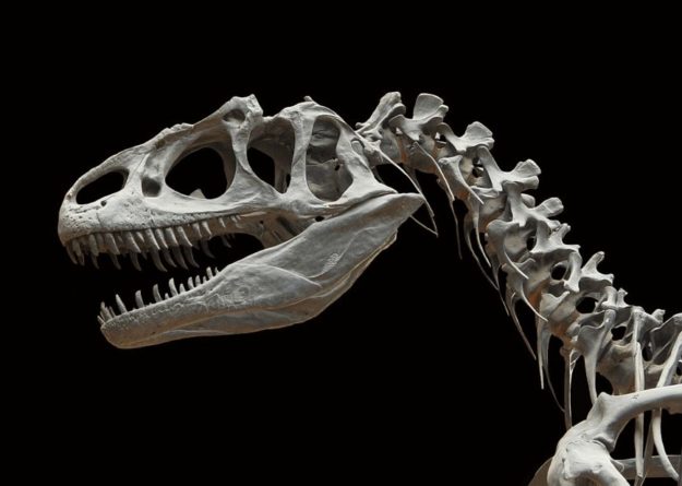 Общество: У берегов Великобритании обнаружены останки нового вида динозавров