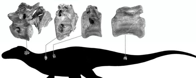 Общество: В Великобритании обнаружили останки нового вида динозавров