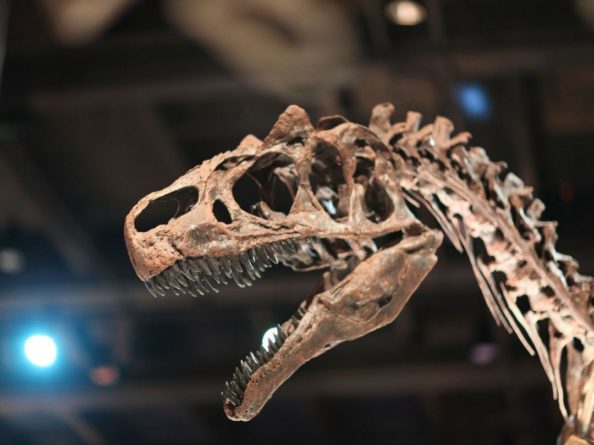 Общество: В Великобритании случайно обнаружили новый вид динозавров