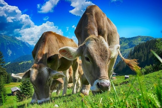 Общество: В Британии навоз коров стал частью национальной газотранспортной системы