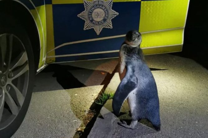 Общество: В Великобритании полиция "задержала" пингвина, который сбежал за 2 км от своей фермы