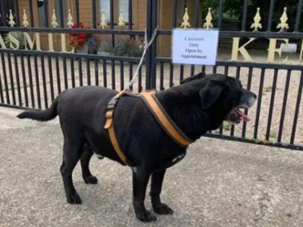 Общество: «История старого лабрадора»: в Великобритании нашли брошенную собаку с душераздирающей запиской