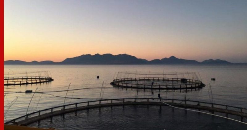 Общество: Шотландия лишилась десятков тысяч лососей