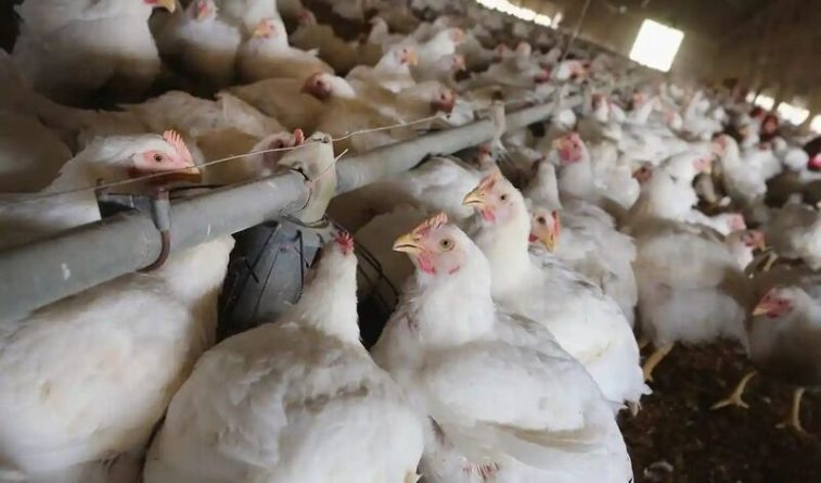 Общество: В Британии из-за ковида полмиллиона цыплят умертвят в газовых камерах