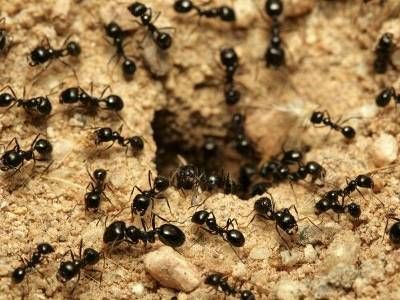 Общество: В Великобритании создали новое экологичное топливо из муравьиной кислоты