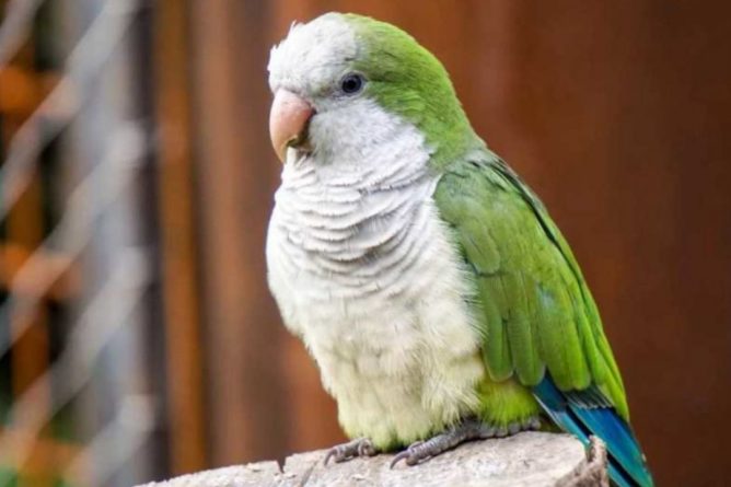 Общество: В Великобритании попугай спел песню Бейонсе и стал звездой соцсетей: видео