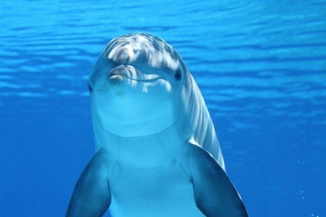 Общество: Видео дня: В Великобритании очевидцы сняли, как дельфин сбежал с моря в реку