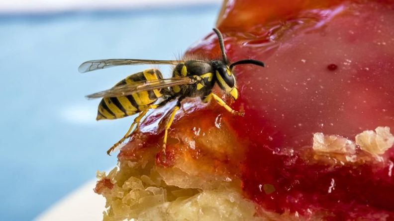 Общество: Великобританию атаковали немецкие «пьяные» осы