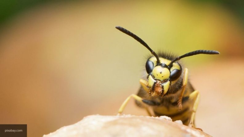 Общество: Агрессивные немецкие осы устроили нашествие на Великобританию