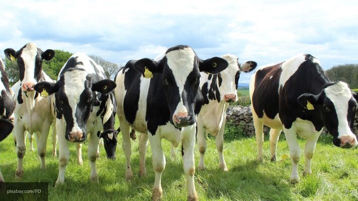 Общество: В Британии начали тестировать электрические GPS-ошейники для коров