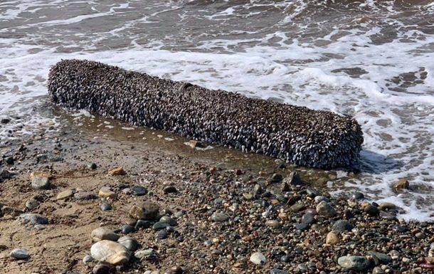 Общество: Британец нашел на пляже странное "живое" бревно