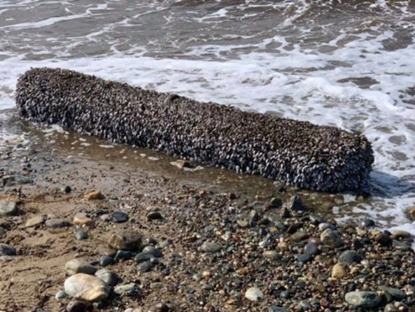 Общество: Британец обнаружил на пляже странное «живое» бревно со щупальцами: стоит баснословных денег