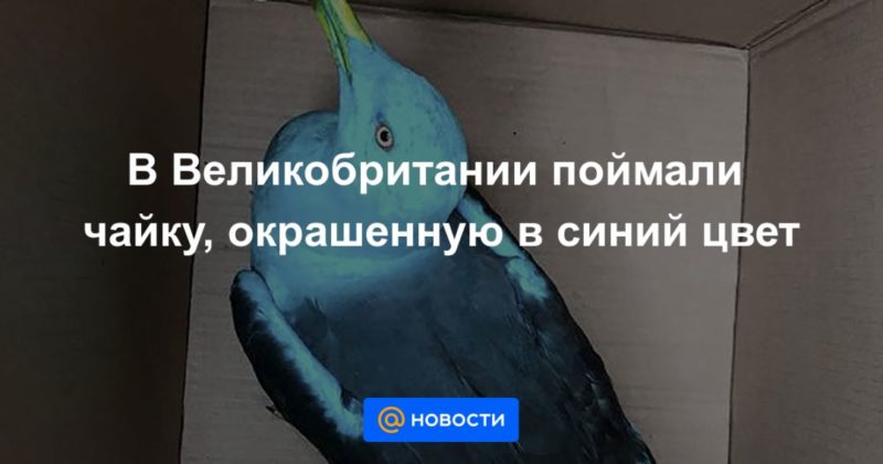 Общество: В Великобритании поймали чайку, окрашенную в синий цвет