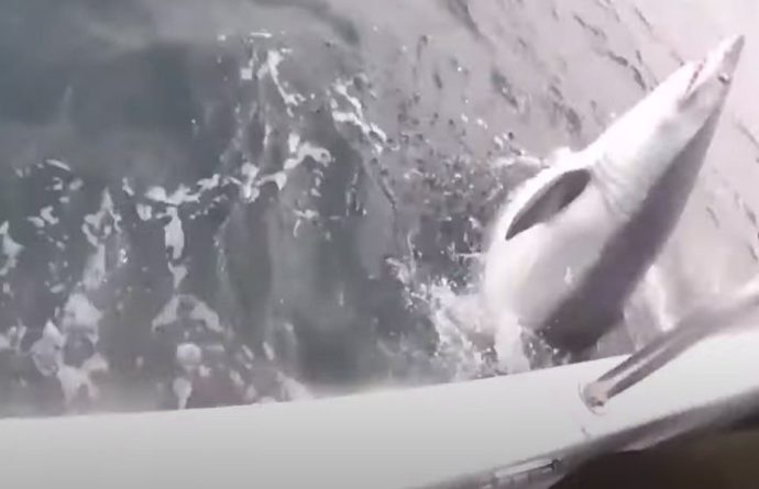 Общество: Британец поймал «рекордную» акулу, но зарегистрировать свой улов как рекорд не сможет