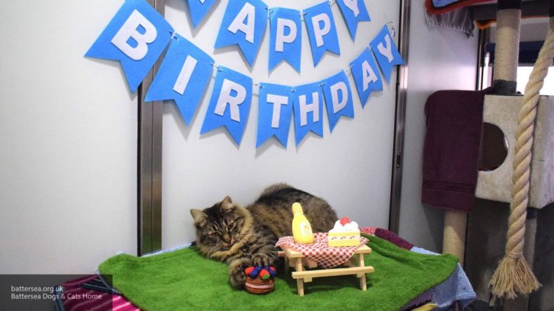 Общество: "Самая одинокая" кошка Великобритании нашла новый дом