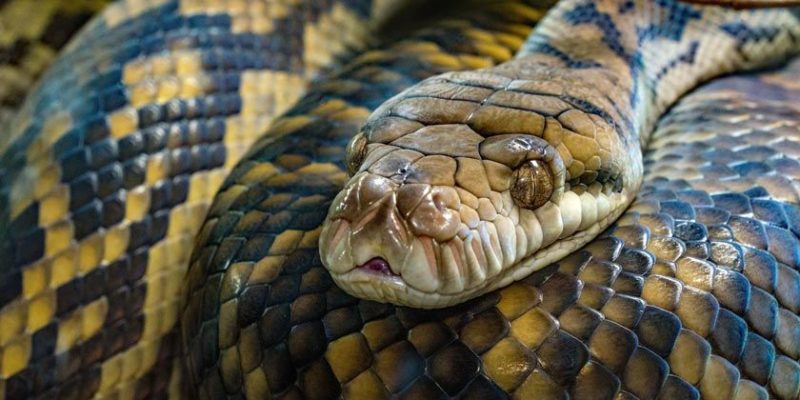 Общество: Англичанин использовал живую змею вместо маски