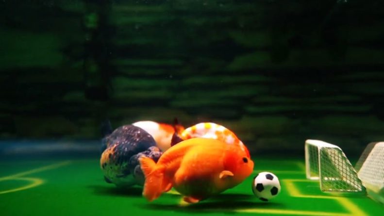 Общество: Подводное дерби: житель Китая научил рыб играть в футбол