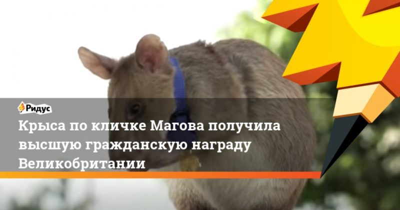 Общество: Крыса покличке Магова получила высшую гражданскую награду Великобритании