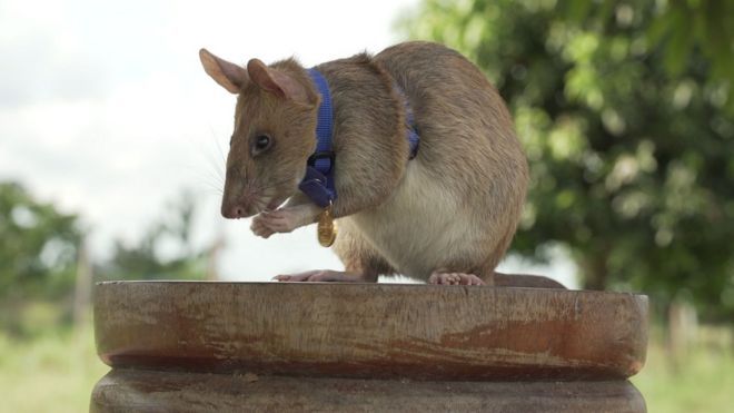 Общество: Крыса получила высшую награду Великобритании за 7 лет обезвреживания мин в Камбодже