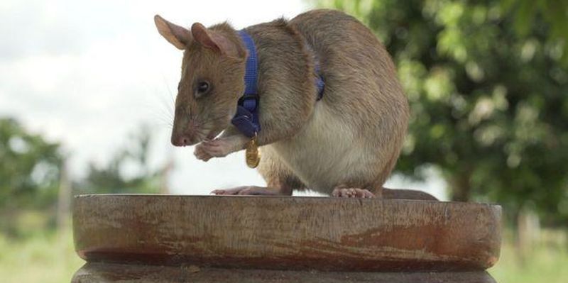 Общество: В Британии крысу наградили престижной золотой медалью - ТЕЛЕГРАФ