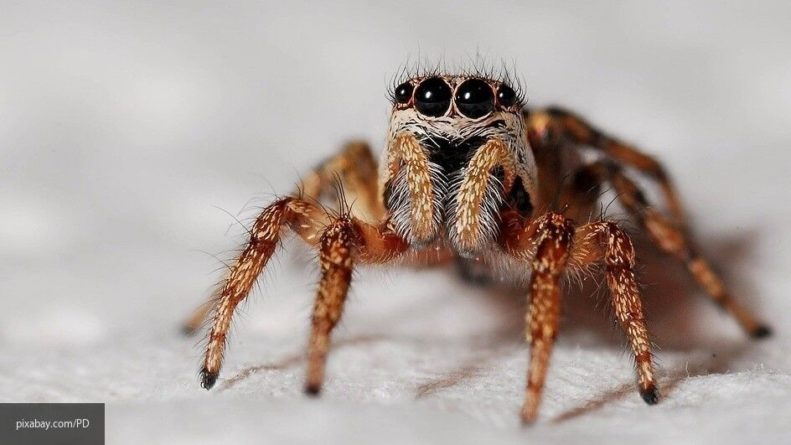 Общество: Британка поделилась секретом своего избавления от пауков в доме