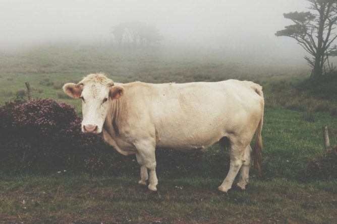 Общество: В Великобритании коровы начали нападать на людей
