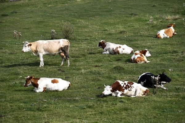 Общество: Британия возобновляет поставки говядины в США после 24-летнего перерыва
