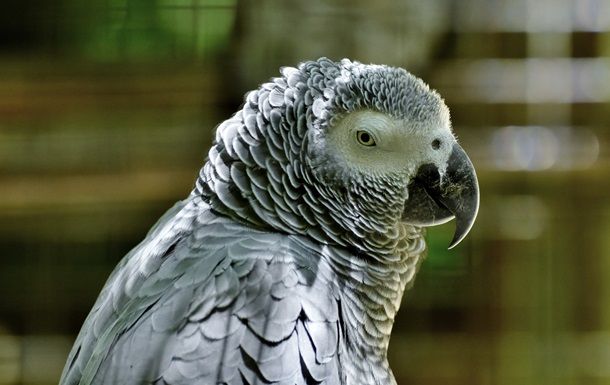 Общество: В Британии попугаев изолировали из-за сквернословия
