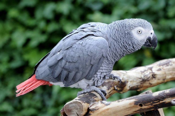 Общество: В зоопарке Англии группу попугаев отправили на перевоспитание из-за матов в сторону посетителей