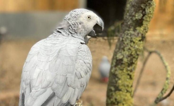 Общество: Пять попугаев в зоопарке в Англии провоцировали друг друга материться. Их пришлось рассадить