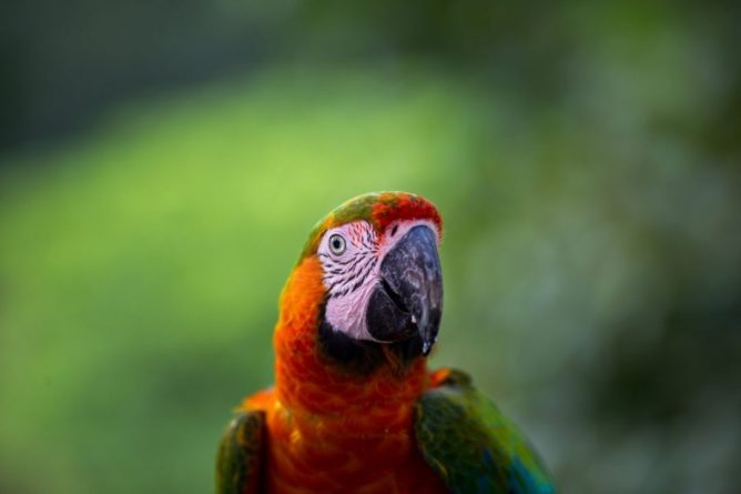 Общество: В зоопарке Англии пришлось рассадить пять попугаев, поскольку те провоцировали друг друга материться на посетителей